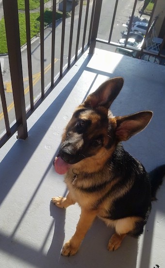 A thick coated, large breed dog with big prick ears sitting down on a balcony a few floors up with a parking lot below him looking up at the camera