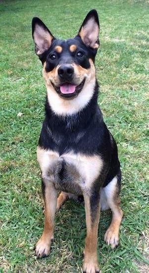 black lab german shepherd