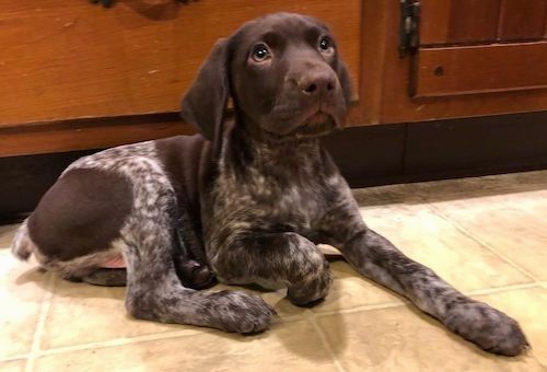 german shorthaired pointer liver and roan