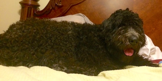 An extra large dog with a black curly coat that covers the dog's eyes laying down on a person's bed.