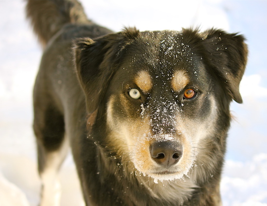 A brown and tan dog with one yellow eye and one brown eye standing outside in snow with snow on his head and snout