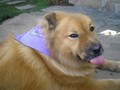 A large breed, thick bodied, thick coated, golden tan dog with black on the end of her muzzle, darker small rose ears, slanted dark eyes with her pink tongue showing wearing a purple bandanna laying down outside on a stone patio