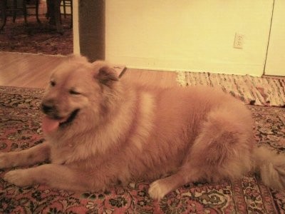 chow chow retriever