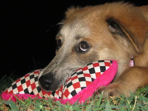 Close up head shot of a tan puppy wiht a long gray muzzle and a black nose and brown eyes with the whites of the eyes showing as the pup looks up with her head on a hot pink, black, red and white checkard pillow outside in grass