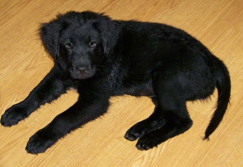 chow chow golden retriever puppy