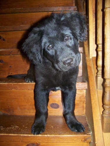 A little black puppy with thicker soft fur on his fluffy ears, droopy brown eyes and a black nose sitting on wooden steps inside of a house