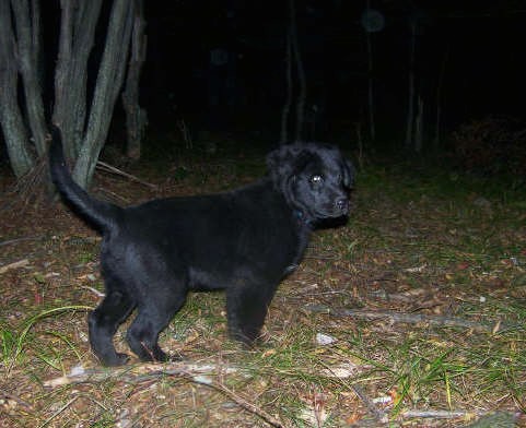 A small black puppy with a long tail and thicker hair on his ears standing outside in the woods at night