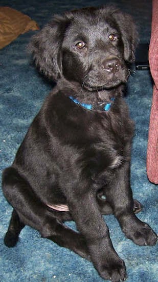 A little, shiny-coated black puppy with fluffy, soft ears, brown eyes, a black nose and a white spot on his chest sitting down on a blue carpet