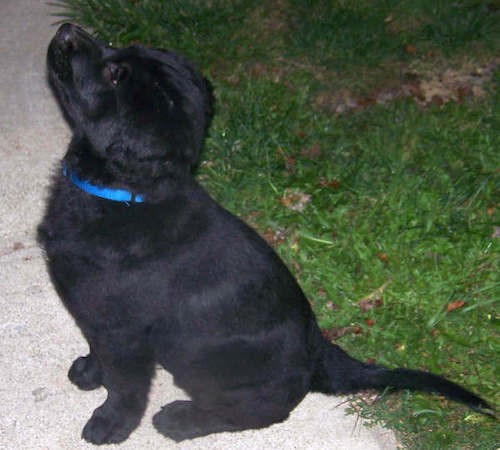 A small, black, fluffy, shiny coated puppy wearing a blue collar sitting on a sidewalk outside next to green grass