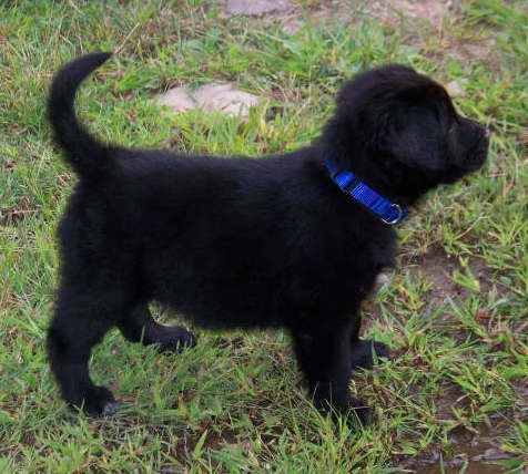 A small black puppy with a pot belly wearing a blue collar standing outside in green grass