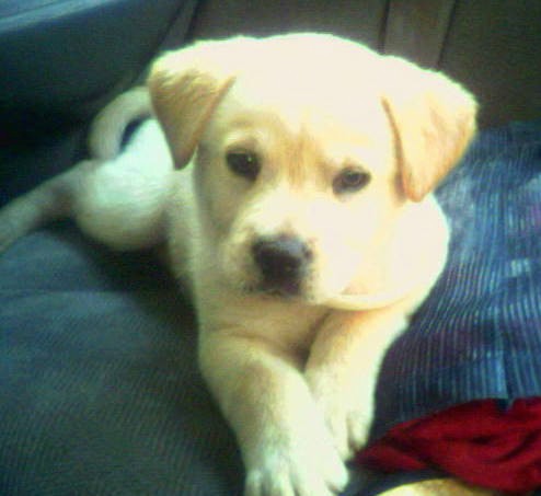 Front view of a yellow colored little large breed puppy with a black nose and dark eyes, ears that hang to the sides laying down in the back seat of a car that has a blue cloth seat