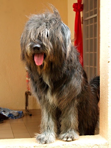 A long haired gray dog with fur covering up his eyes sitting down