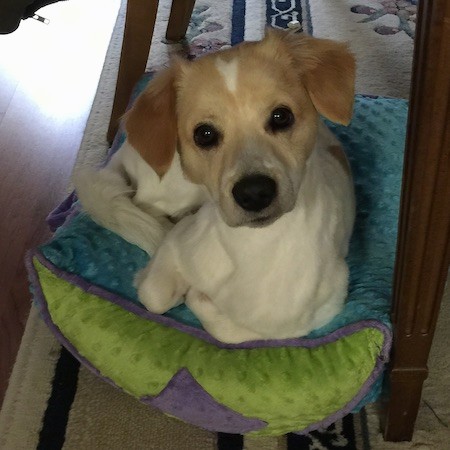 A little tan and white dog laying down on a teal-blue, green with purple dog bed under a table inside of a house