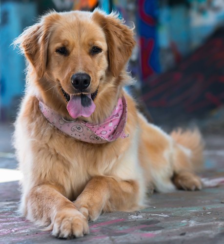 Golden Pyrenees Dog Breed Information 