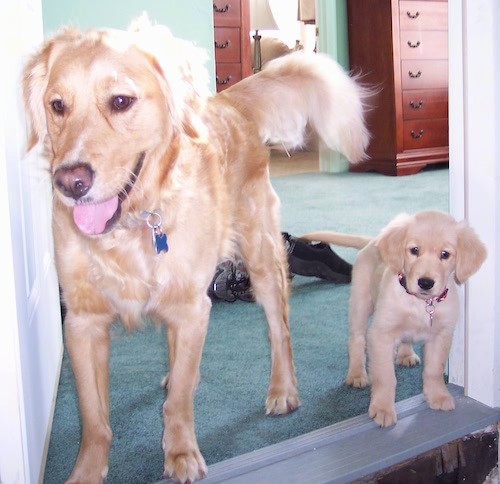 4 month old golden retriever