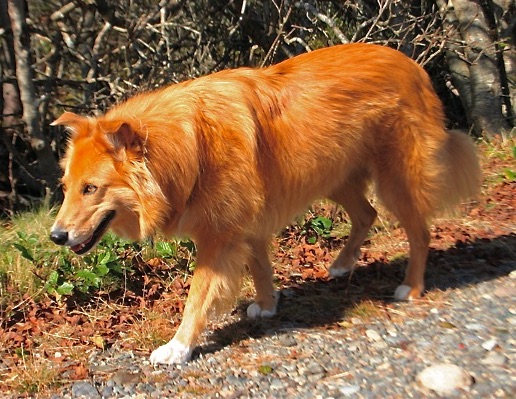 Golden Sheltie Dog Information Pictures