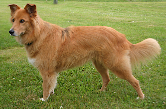A longhaired dog with a golden-red tinted coat and white tipped paws standing in grass