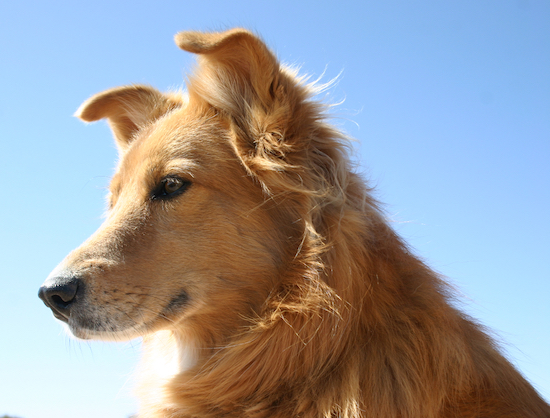 Close up side view head shot of a golden-fawn colored dog with a long snout, a black nose and ears that fold over at the tips