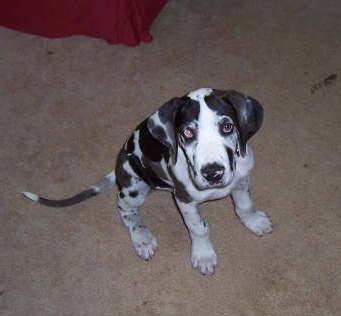 A black and white harlequin Great Dane puppysitting on a tan carpet florr looking up