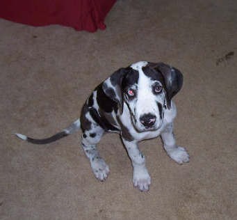 tan and black great dane