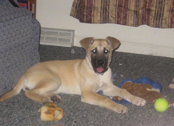 A tan large breed puppy with a black muzzle and v-shaped ears that fold over to the front laying down on a gray carpet surrounded by dog toys and bones
