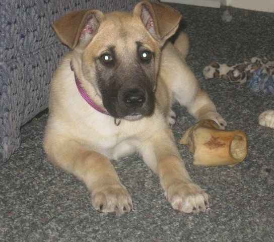 Front view of a large, thick tan and black puppy with big paws laying down on a blue rug with dog toys and bones next to her