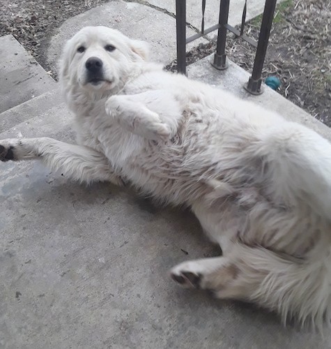 old great pyrenees