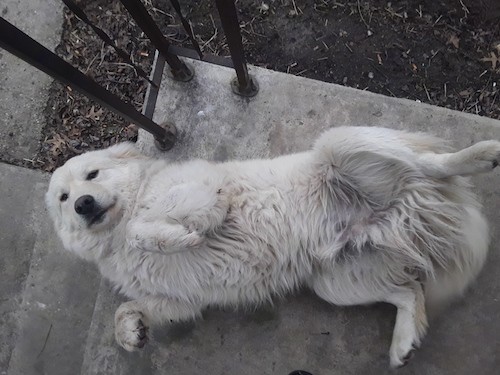 View from above looking down at an extra large breed white, thick coated dog laying belly-up outside on a concrete door step