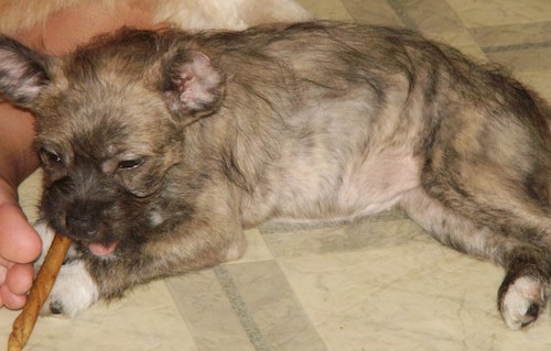 A soft-looking little tan, black and white puppy with white tipped paws laying down on a tan tiled floor chewing on a bully stick with a person's foot in front of her