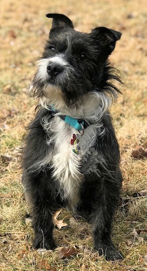 small long haired terrier