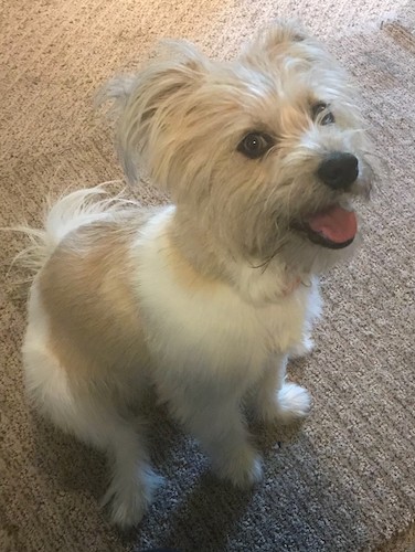 A little tan and white, happy looking dog with long hair on her head and tail and shorter shaved hair on her body sitting down on a tan carpet with her pink tongue showing.