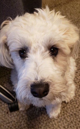 A white, wavy coated dog with a square muzzle, a big black nose and dark round eyes sitting down on a tan carpet looking up