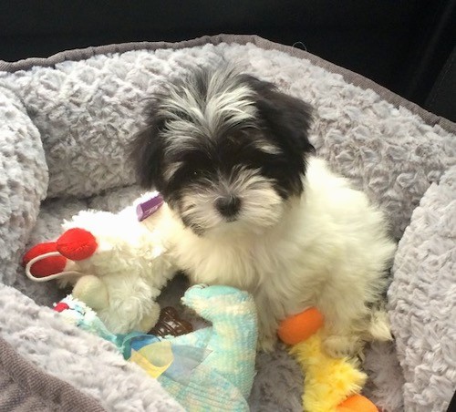 A fluffy little black and white masked puppysitting down in a tan dog bed full of plush dog toys.