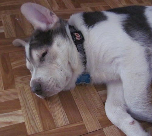 Upper body shot of a thick coated, white with gray puppy laying down sleeping on a brown wooden floor.