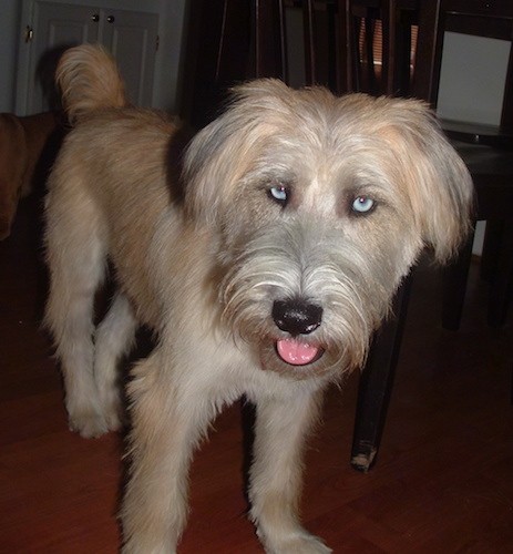 Front view of a long haired tan dog with long hair parted on her muzzle falling to each side, a black shiny nose, a pink tongue hanging out and ice blue eyes standing inside of a house next to a table and chairs