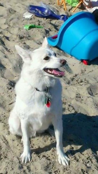 A pure white dog with dark lips, nose and eyes sitting down in the sand at the beach with toys behind her