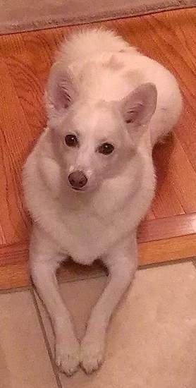 A white thick coated fluffy dog with wide dark eyes and perk ears laying down on a hardwood floor looking up