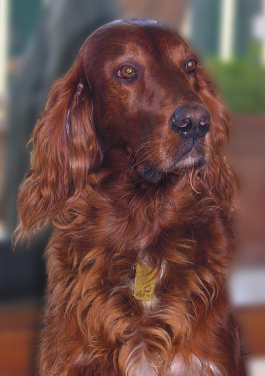 Irish Setter Breed and Pictures