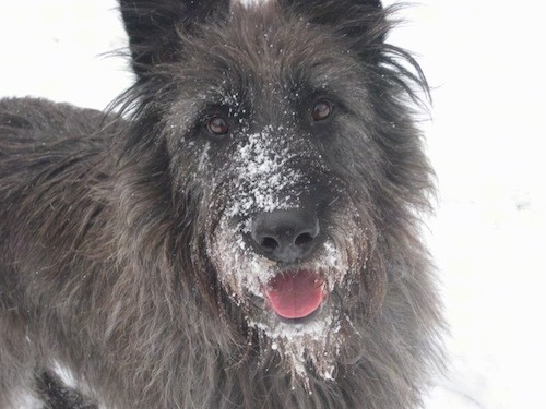Close up of a  long haired gray and black dog with brown eyes and a lack nose with snow on his snout looking happy in the snow