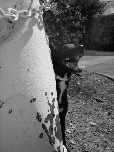 A black and white image of a black dog with white on her neck and chest standing outside behind a metal pole that has a chain on it outside in grass next to a sidewalk