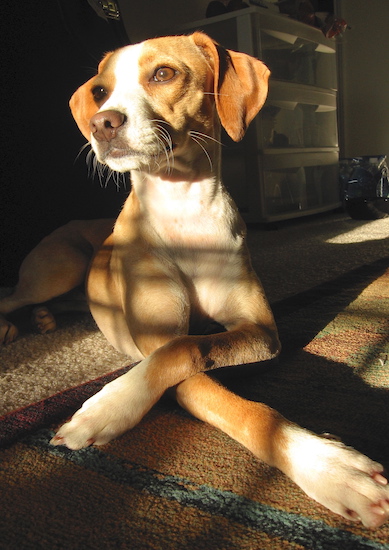 A tan and white dog with long legs laying down inside a house