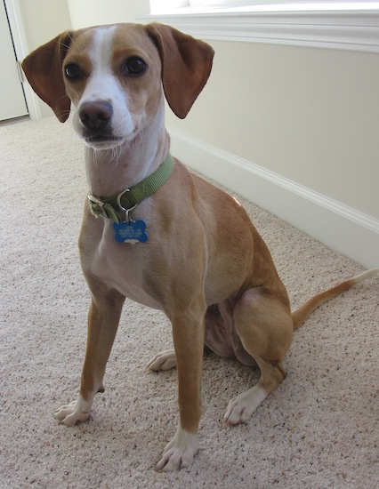 A small breed dog with long legs and a tan and white coat with a black nose and dark round eyes sitting down inside a house