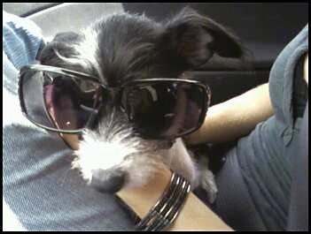Close up head shot of a black and gray dog wearing big sunglasses while sitting on a person's lap inside of a car