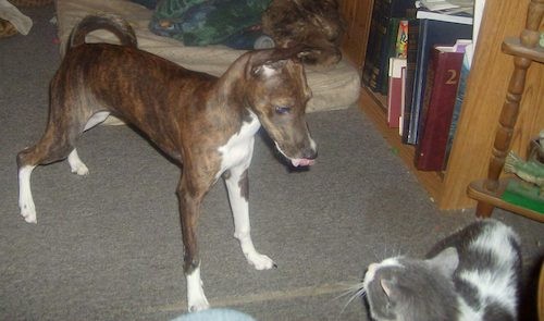A thin, short coated, brown brindle with white dog that has a tail that curls over her back a long muzzle and large prick ears standing inside a house looking down at a gray and white cat next to a book shelf
