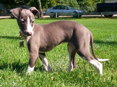 A little gray and white puppy with a long muzzle, ears that flop over to the front and a very long thin tail that almost reaches the green grass the pup is standing in.