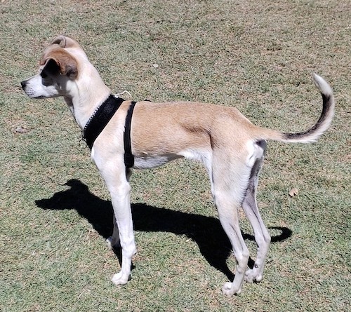 Side view of a small, lean tan and white little dog with ears that fold over at the tips, a long tail and long legs  wearing a black harness standing in the grass