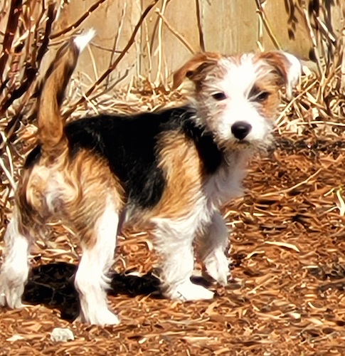 A tricolor scruffy looking puppy standing outside in front of a brown wooden fence