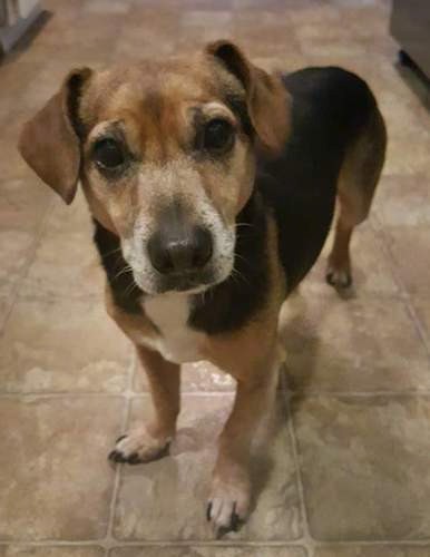 terrier and jack russell mix