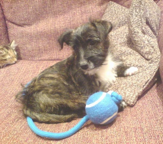 A small brown brindle puppy with a white chest and small fold over ears laying down on a peach colored couch with her paw on a tan pillow, a blue rope toy with a tennis ball connected to it and a cat to the far left sleeping
