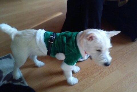 A white terrier dog with a short tail and prick ears wearing a green Santa shirt standing on a hardwood floor looking down